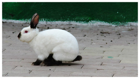 加利福尼亚兔好养吗 坚持一个原则防病