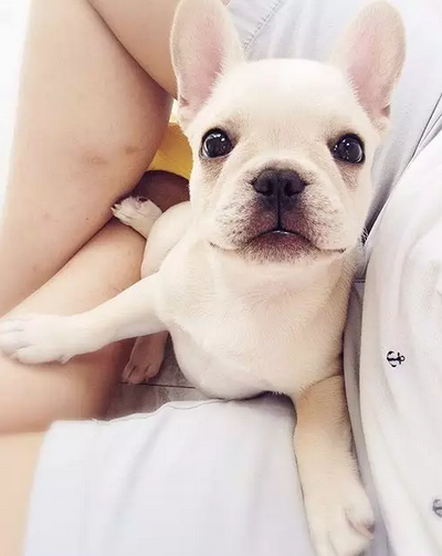 笑容甜美的乐观小法斗！