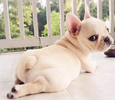 笑容甜美的乐观小法斗！