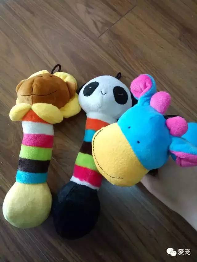 【福利来了！】爱宠首次发粉丝福利，不可错过哟~ 