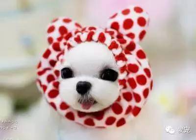 【福利来了！】爱宠首次发粉丝福利，不可错过哟~ 