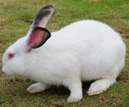 伊拉兔好养吗 种兔必须要单笼饲养