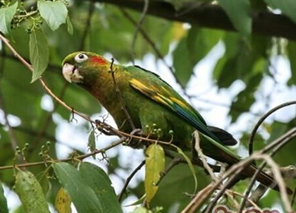 黄翅鹦鹉怎么养 每天应更换清洁饮水