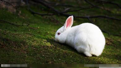 哈白兔生病了怎么办 加强疾病的预防