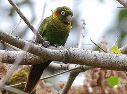 黄翅鹦鹉吃什么 该鸟喜欢在雪中沐浴
