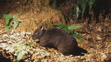 琉球兔喂什么饲料 琉球兔都是草食性动物
