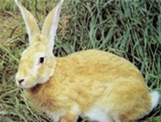 太行山兔生病了怎么办 合理选择场地建舍