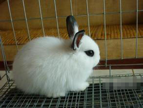 怎么训练西施兔大小便 乖乖上厕所四步骤