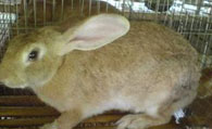 太行山兔怎么挑选 被毛黄色耳较短厚且直立