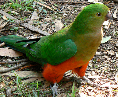 红腹鹦鹉怎么训练 模仿说话训练