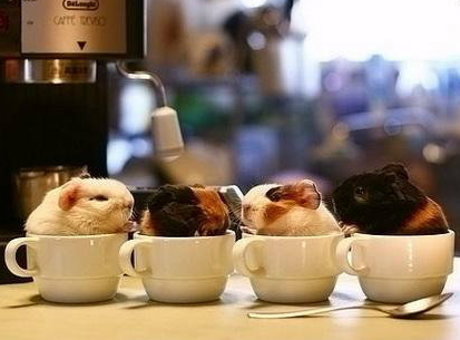 请问你要哪种口味的！