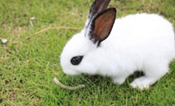 西施兔吃什么 喂食干草加洁净的水