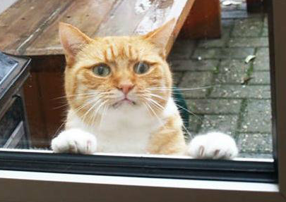 呜，快放我进去