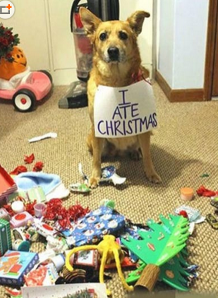 圣诞树不是我吃的！