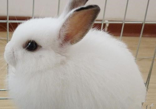 西施兔生病了怎么办 要注意食物的补充