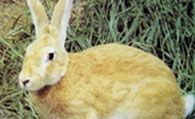 太行山兔生病了怎么办 合理选择场地建舍