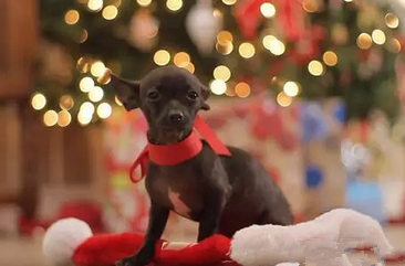 我想要这样的圣诞礼物，萌翻了！