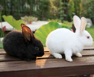 白加黑，最近搭配