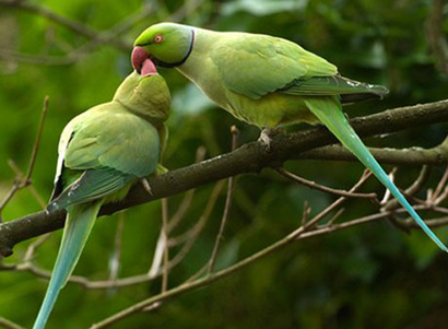 环颈鹦鹉怎么训练 该鸟的训练技巧