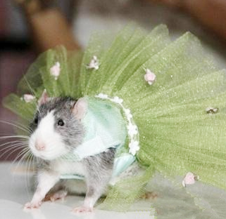 这是鼠公主吗？