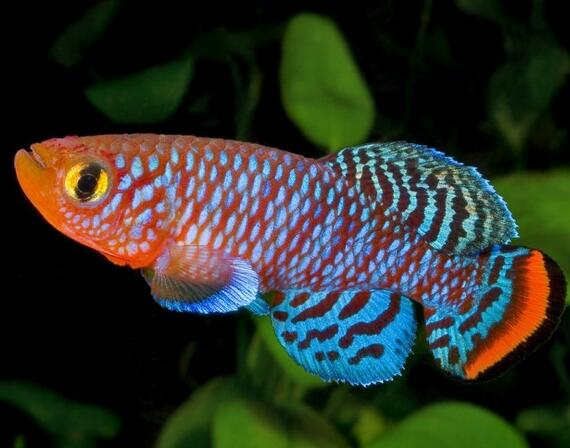 鱼喜欢吃什么饵料 注意有规律的投喂