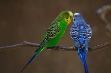 鹦鹉鸟怎么养 要注意科学的饲养方法