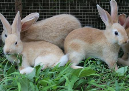 怎么训练福建黄兔大小便 把握好训练的态度