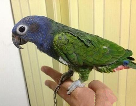 蓝头鹦哥怎么养 这种鹦鹉完全素食