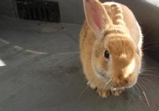 福建黄兔生病了怎么办 先稳固它的电解质