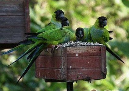 南达锥尾鹦鹉怎么训练 要正确的训练