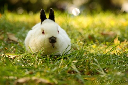 喜马拉雅兔生病了怎么办 常见皮肤病的防治