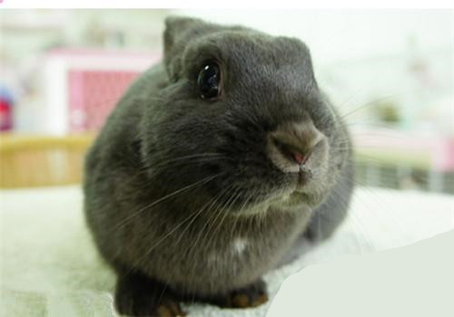 银狐兔生病了怎么办 多加注意喂食的安全