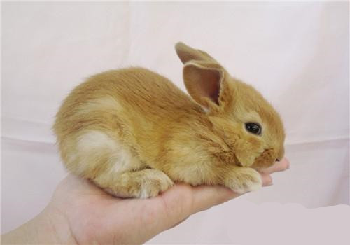福建黄兔怎么养 黄兔的四季管理大不同