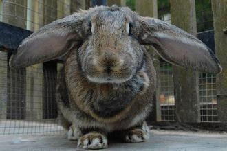 公羊兔好养吗  公羊兔是一种肉用兔品种