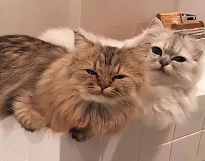 cos鸡毛掸子的喵星人