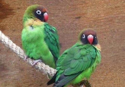 黑脸情侣鹦鹉吃什么 喜爱洗澡与啃咬东西