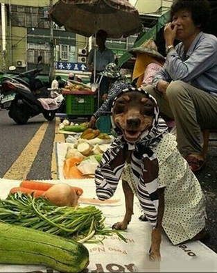 大婶青菜多少钱一斤