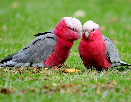 粉红凤头鹦鹉怎么训练 较容易学习技巧