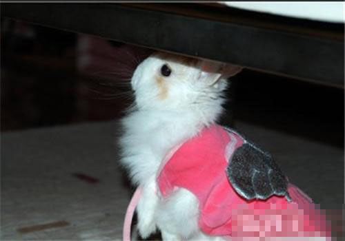 洁西伍莉生病了怎么办 拉肚子的诊治