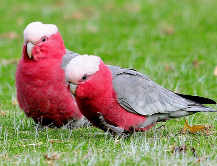 粉红凤头鹦鹉吃什么 瓜果蔬菜最好生喂