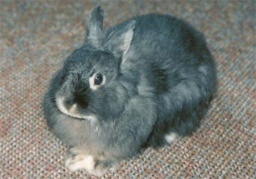 洁西伍莉价格 一般在50~500元不等