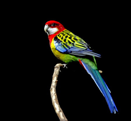 鹦鹉常见疾病的处理 糖缺乏症的预防与治疗