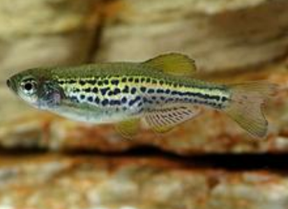 豹纹斑马鱼吃什么 对水质和饵料不挑剔