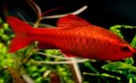 樱桃灯鱼怎么养 该鱼饲养难度不大