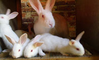 佛州大白兔怎么挑选 它的身形比较短