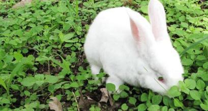 日本大耳兔生病了怎么办 4种常见疾病预防