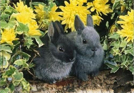 多瓦夫兔生病了怎么办 4种常见疾病的解析