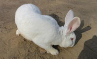 日本大耳兔怎么挑选 被毛纯白眼红色