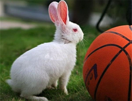 佛州大白兔生病了怎么办 注意食物的安全性