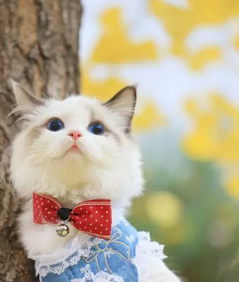 貌美如花的小公主